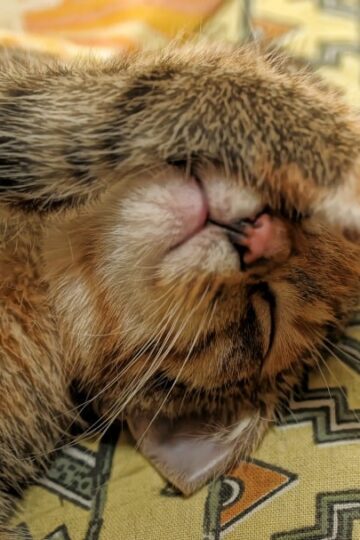 Embarrassed by the Pet Stains on Your Furniture? 5 Things You Can Do