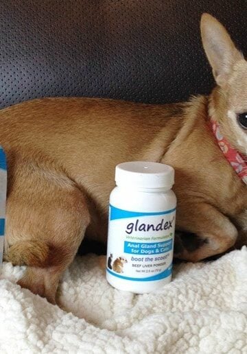 Dog Scooting on Carpet | Literally a Pain in the Butt! #BoottheScoot with Glandex
