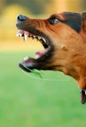 How to Handle an Aggressive Dog at the Dog Park