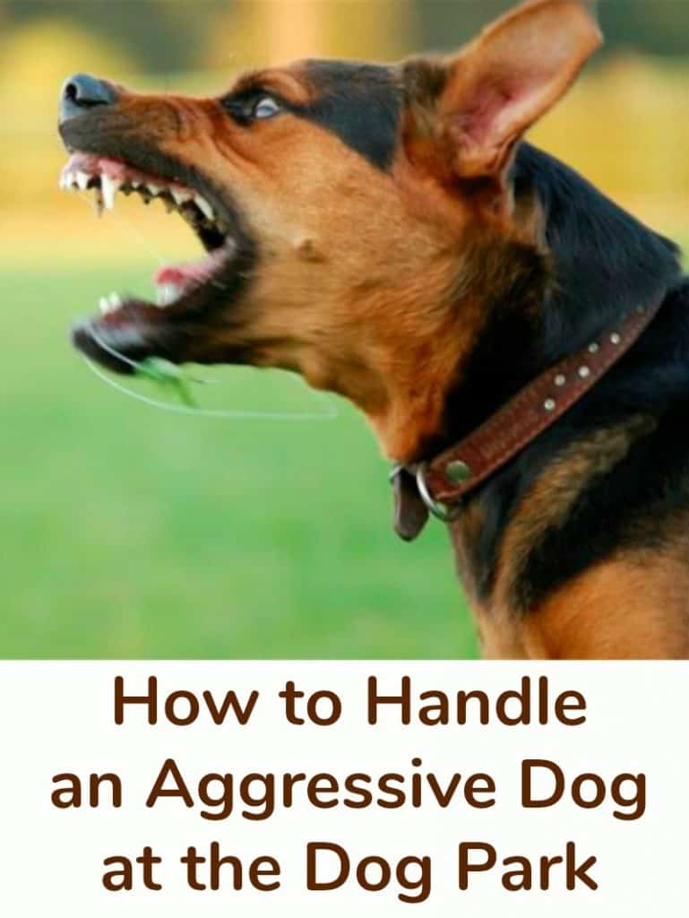 How to Handle an Aggressive Dog at the Dog Park Miss Molly Says