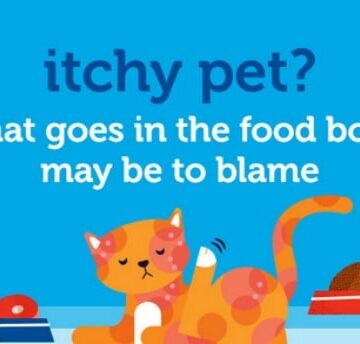 Itchy Pet, Common Food Allergies and Symptoms in Pets