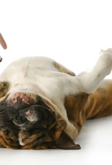 Laws for Paws: A Dog Owner's Legal Guide to Moving Internationally