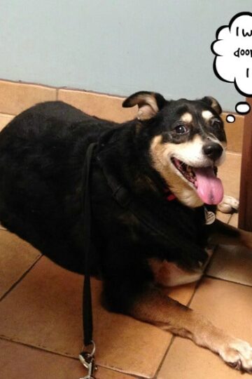 Natural Anxiety Relief Supplements for Pets to Help Ease those Stressful Occasions #Review