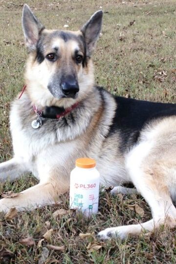 Shed No More Supplements for Dogs | Is it Possible to Minimize Shedding?