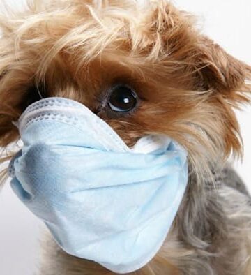 4 Warning Signs That Your Dog Has a Serious Medical Condition