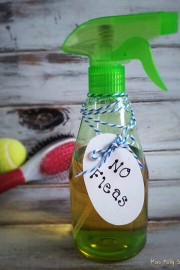All Natural Flea Prevention & Control