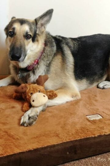 Armarkat Memory Foam Orthopedic Pet Bed and KONG Cozie Toy