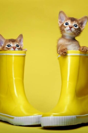 Cleaning Tips For Cat Owners