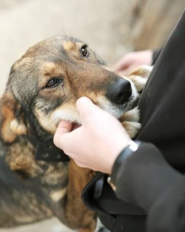 Constant Companion: The Most Important Daily Tips for Your Pet