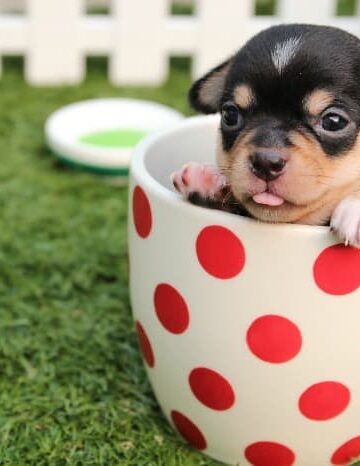 How to Feed a Junior Dog