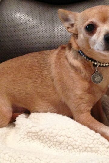 Luxepets Collars, Leashes, Charms & More #Review #ChristmasMM15