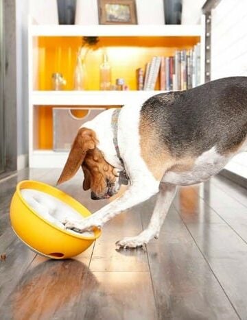 PAW5 Rock 'N Bowl Turns Mealtime into a Fun Puzzle Solving Challenge Dogs Love!