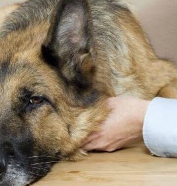 Pet Protection: Signs it Might be Time for a Checkup