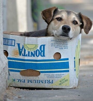 Stray Dogs Need Our Help