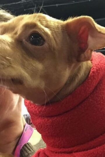 Our Fun Day at the 2015 Purina Better With Pets Summit #BetterWithPets, Tuna Melts My Heart