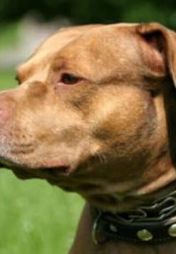 Aggressive Dogs: What to Do After a Dog Bite Injury