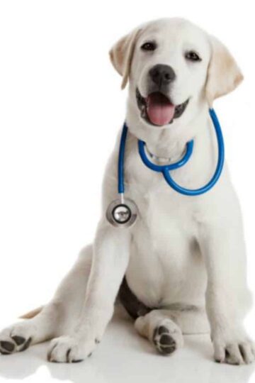 Extra Steps You Can Take Today To Protect Your Dog's Health