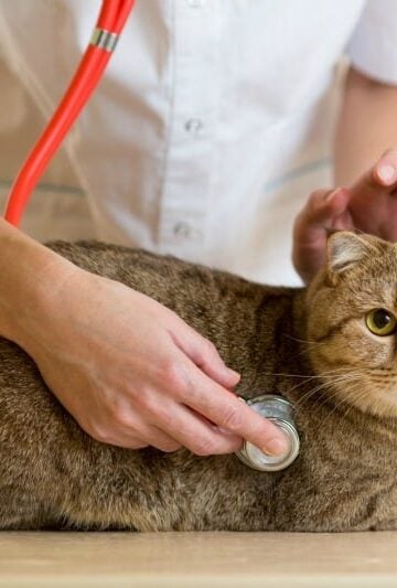 Kitty Sniffles: Four Signs Your Cat Needs a Vet Right Away