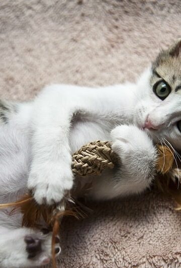 Meow Mix Announces First-ever Cat's Meow Awards!