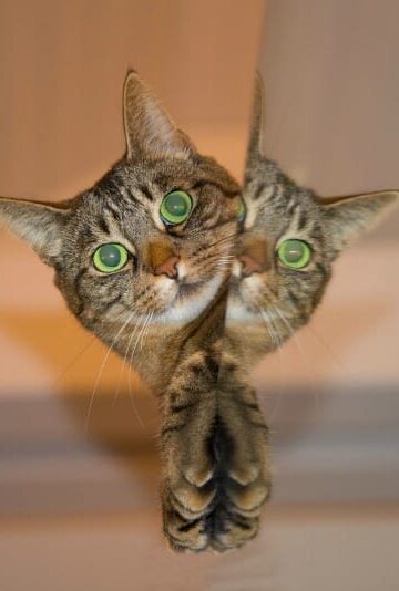 The Secret Life of Cats