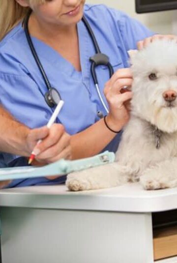 Six Questions Concerned Pet Owners Should Ask When Taking A Sick Pet To The Vet