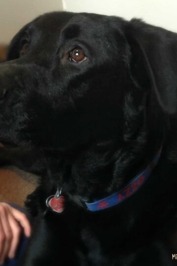 A Hero in the Form of a Big Black Dog #MyPetisMyHero