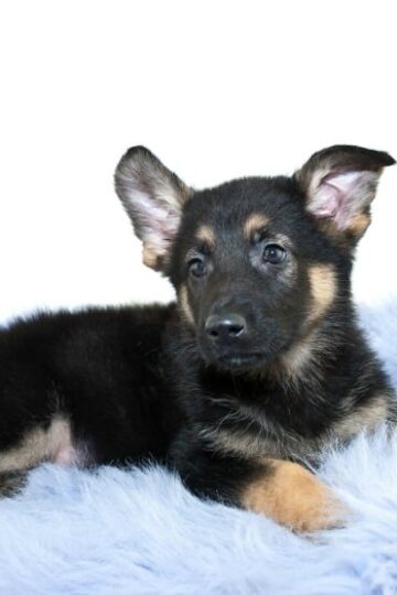 Preparing for a Puppy
