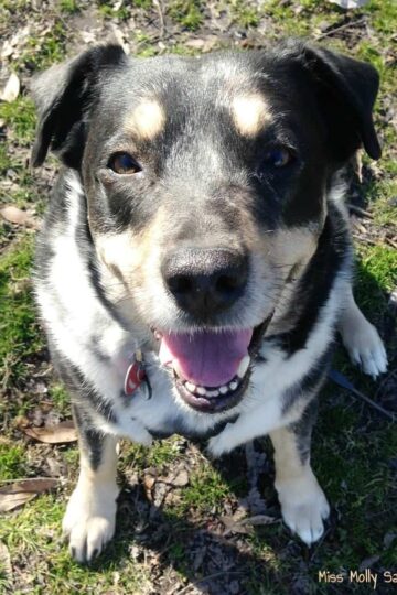 5 Ways I Show My Pets Love #LoveYourPetEveryDay