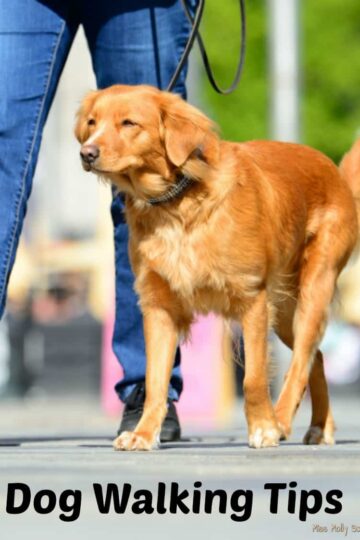 Dog Walking Tips
