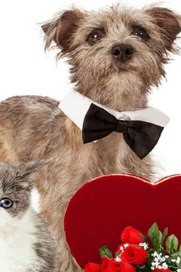 Pamper Your Pets For Valentine's Day