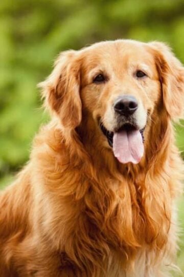 The 7 Best Dogs to Have as a Family Companion