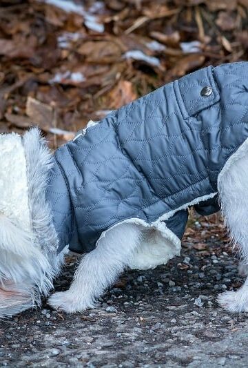 5 Awesome DIY Ideas to Make Your Furry Friend the Happiest Pet in the World