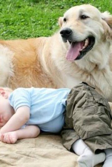 7 Reasons your Family Needs to Adopt a Golden Retriever