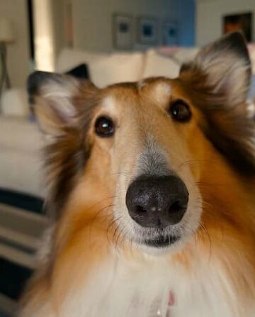 Doggy Daydreams