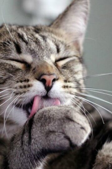 Hairball Horrors, Grooming Tips for New Cat Owners