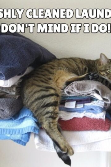 Good Grooming Advice for Cats from Morris the Cat!