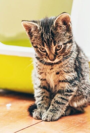 Natural Ways to Cure Constipation in Cats