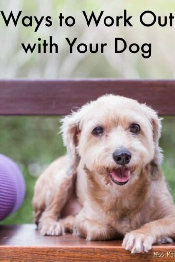 Ways to Work Out with your Dog