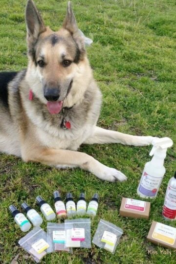 Wondercide Natural Pet Care Products Keep my Dogs Clean, Comfortable and Creepy-Crawly-Critter Free!