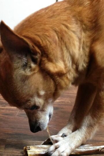 Best Bully Sticks Dog Chews - A Great Alternative to Rawhides