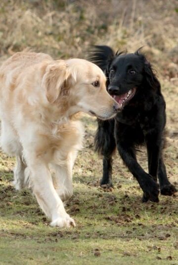 Choosing a Second Dog - Should You Get a Male or Female