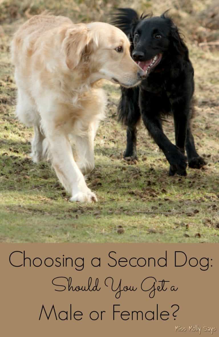 Choosing a Second Dog Should You Get a Male or Female? Miss Molly Says