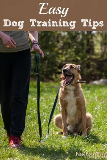 Easy Dog Training Tips