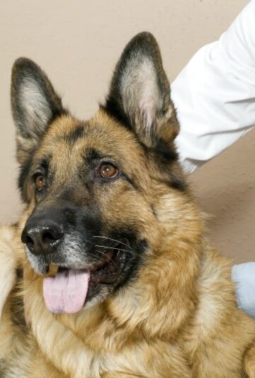 How to Prevent Heartworms in Your Pets