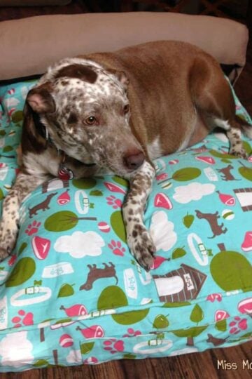Molly Mutt Dog Bed Duvet: The Eco-Friendly Bed Your Dog Will Love!