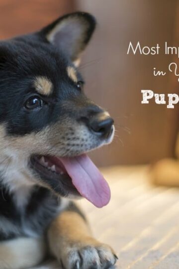Most Important Stages in Your Young Puppy's Life