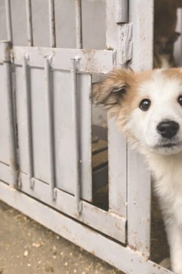 The Benefits of Adopting a Shelter Pet