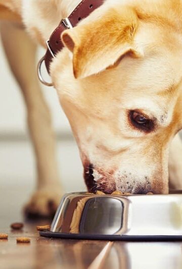 The Benefits of Rotation Feeding for Your Pets
