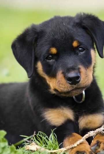 a baby Rottweiler laying in the grass.