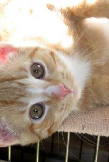 Morris the Cat from 9Lives Shares Grooming Tips for Cats!